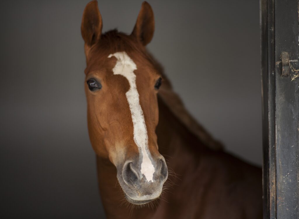 Ditte Young | Author | Animal communicator | Clairvoyant