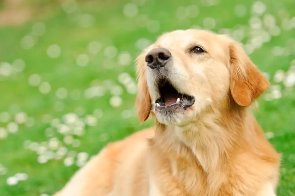 Ditte Young | Author | Animal communicator | Clairvoyant