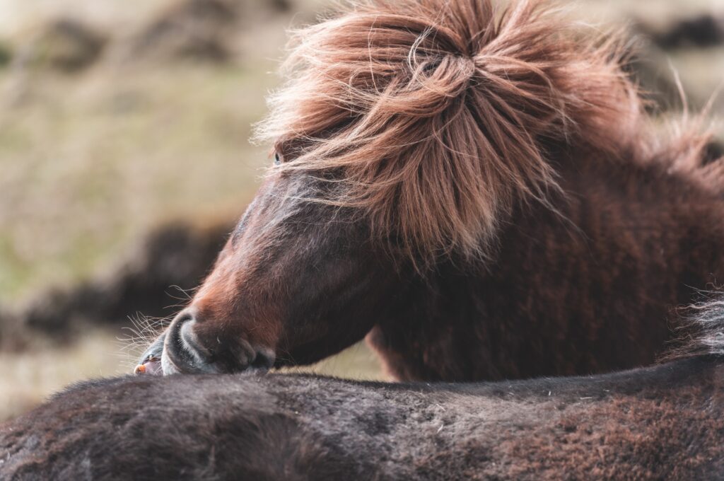 How To Stop A Horse From Biting? 3 Ways To End Nipping →