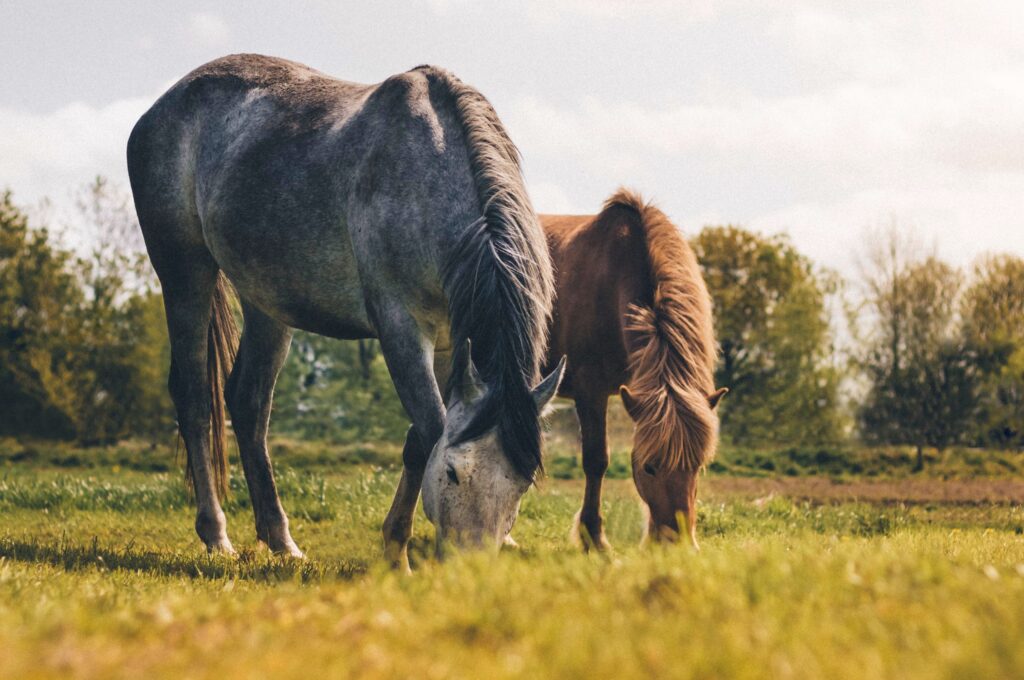 Ditte Young | Author | Animal communicator | Clairvoyant