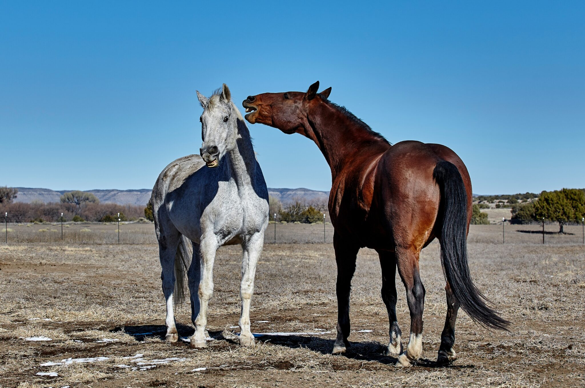 How To Stop A Horse From Biting? 3 Ways To End Nipping →