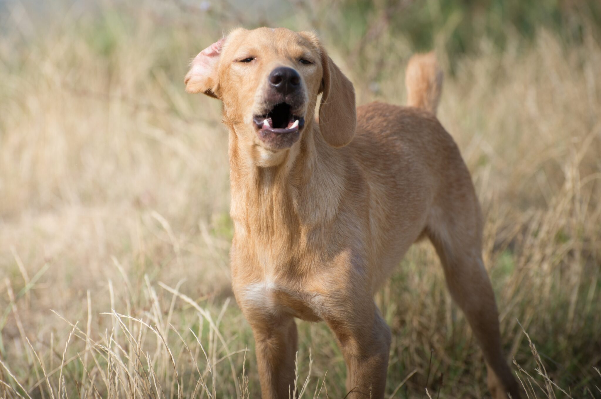 How To Calm A Dog Down? 11 Top Tips To Get Rid Of Anxiety