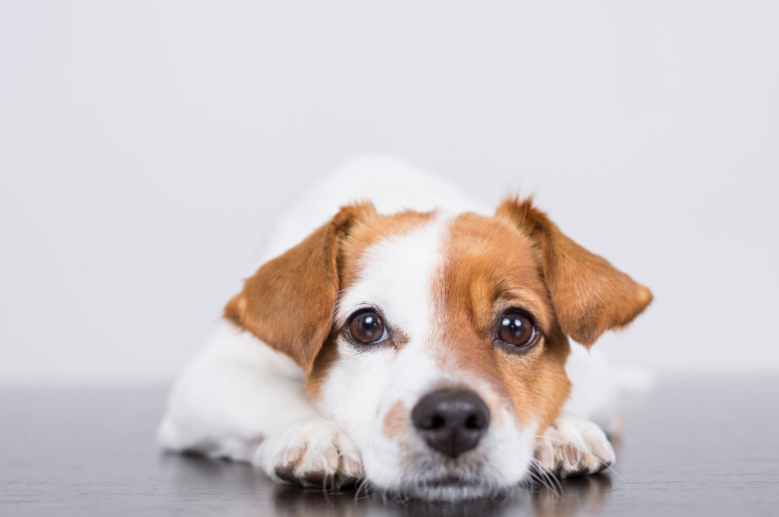 How To Calm A Dog Down? 11 Top Tips To Get Rid Of Anxiety