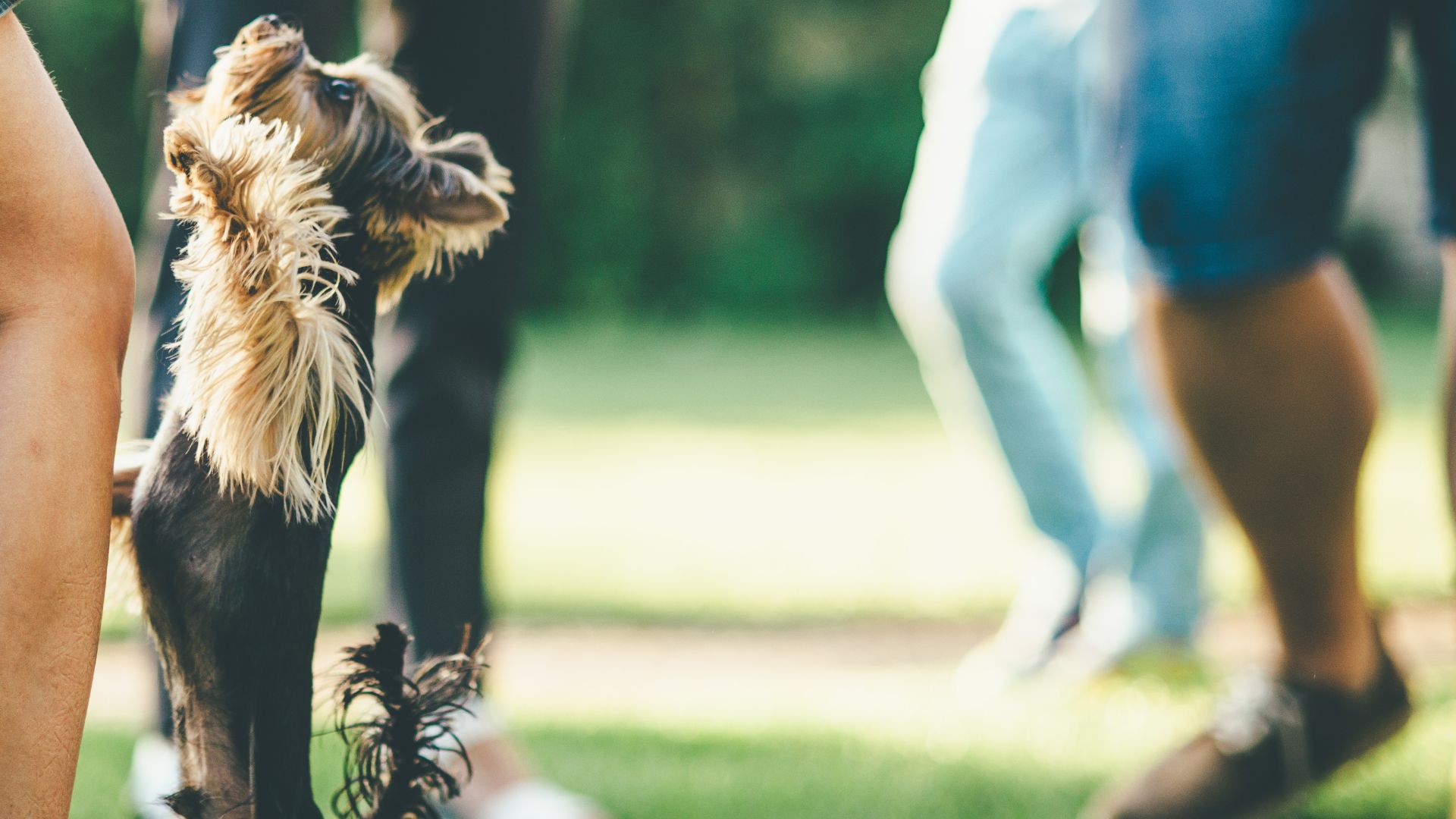 How To Stop A Dog From Jumping On People? 4 Simple Steps