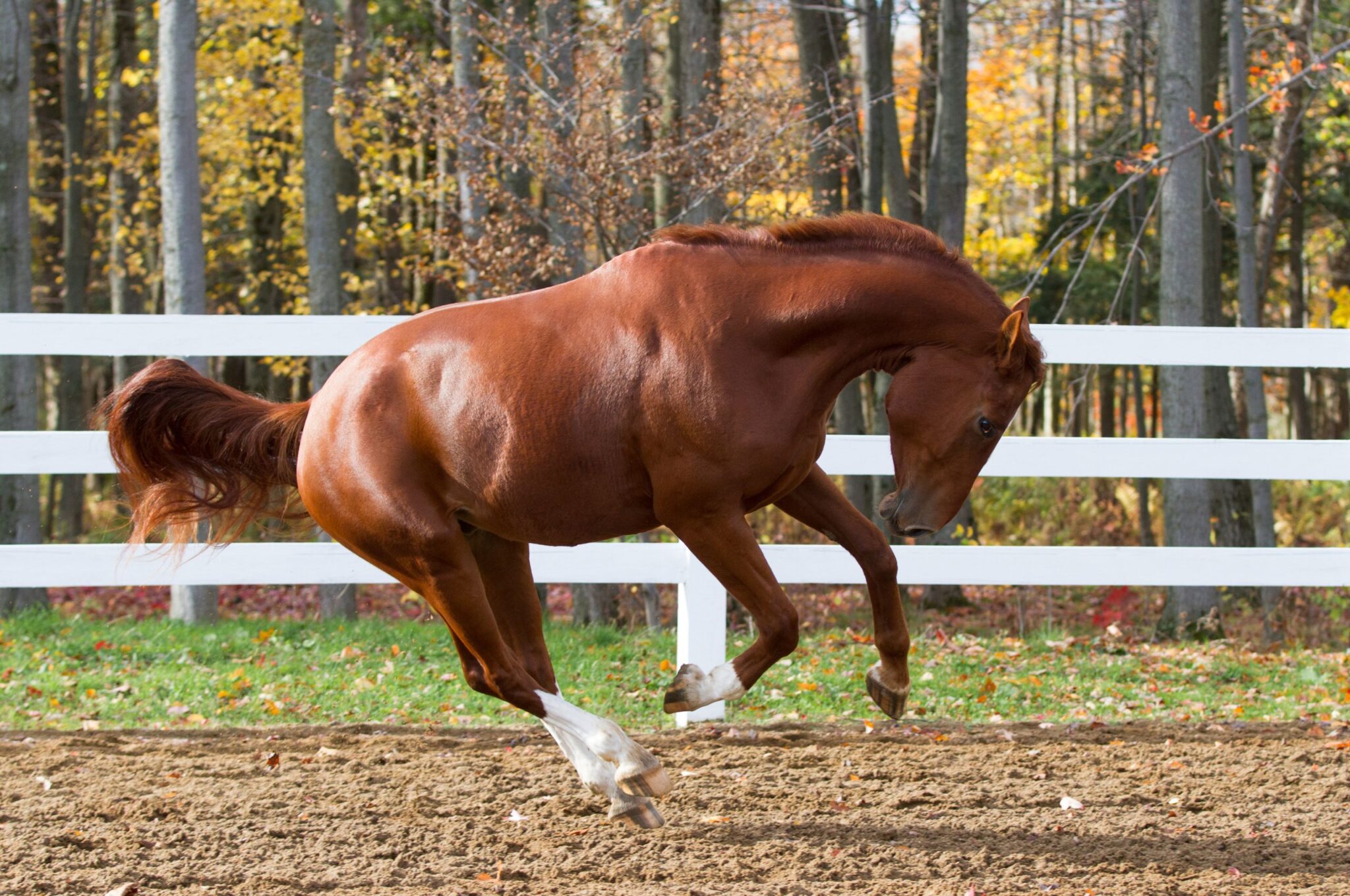 How to stop a horse from bucking Ditte Young