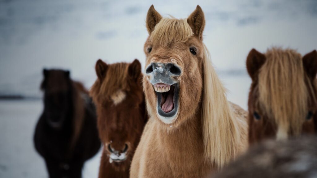 Ditte Young | Author | Animal communicator | Clairvoyant