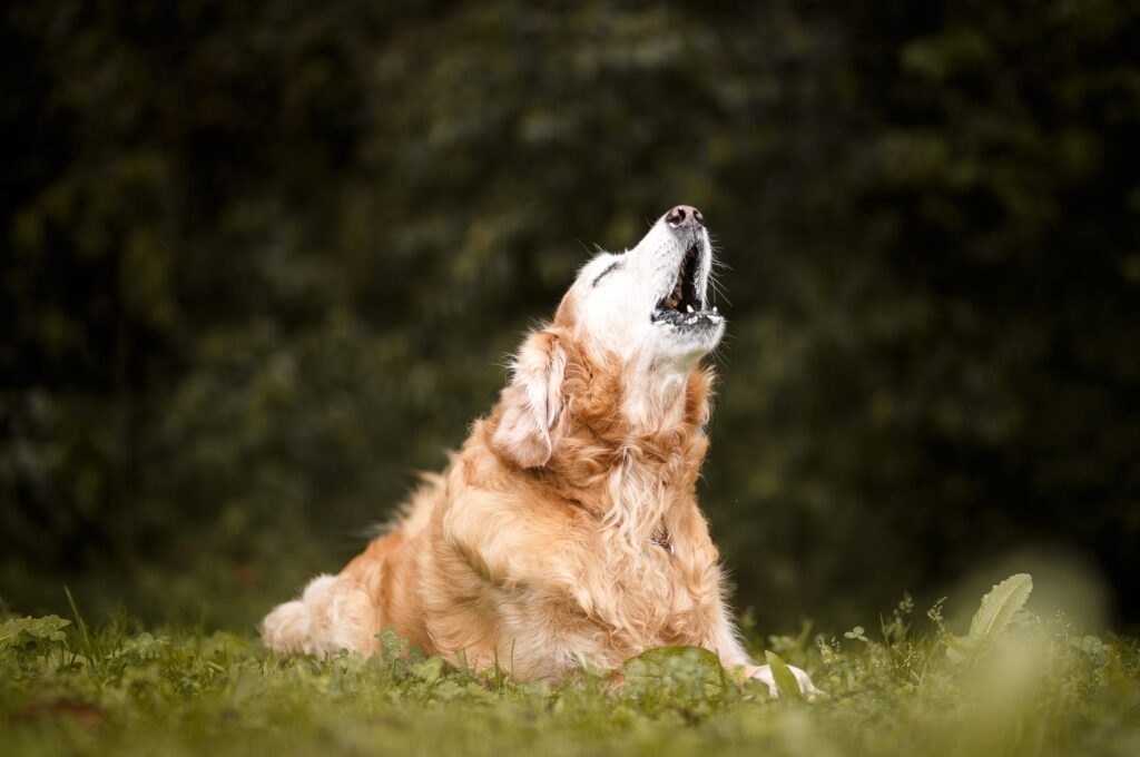 Ditte Young | Author | Animal communicator | Clairvoyant