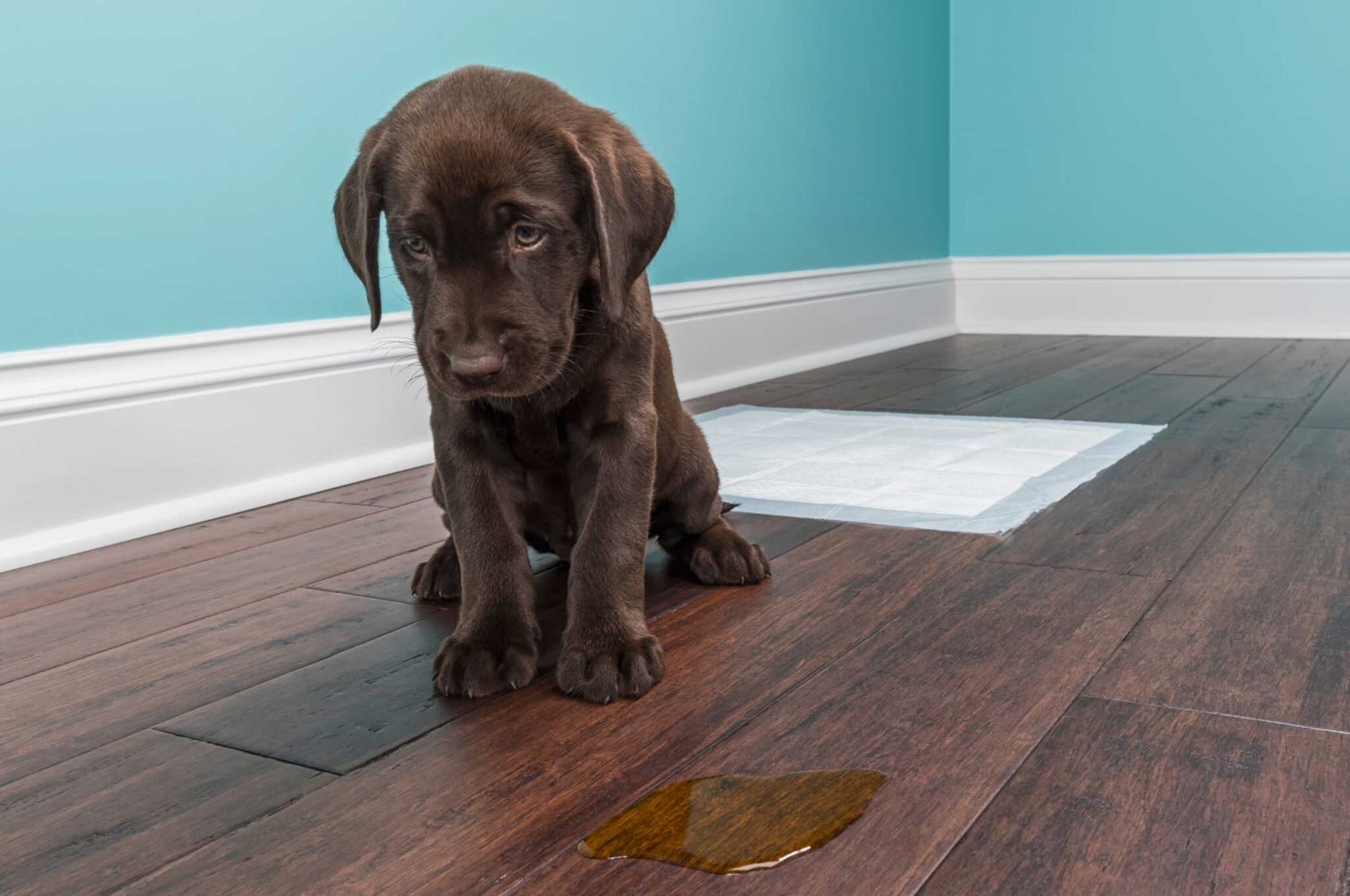 How To Stop A Dog From Peeing In The House 8 Proven Ways