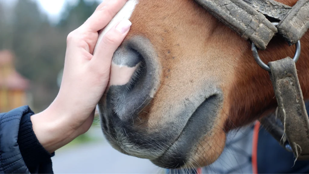 Ditte Young | Author | Animal communicator | Clairvoyant
