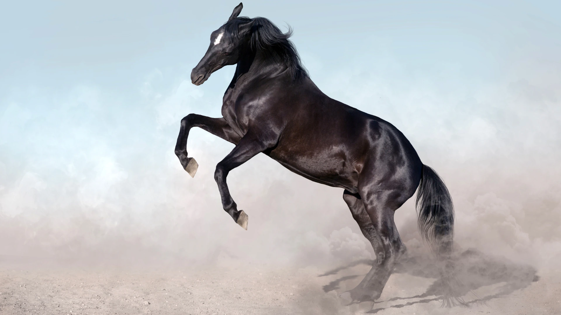 How to stop a horse from rearing Ditte Young