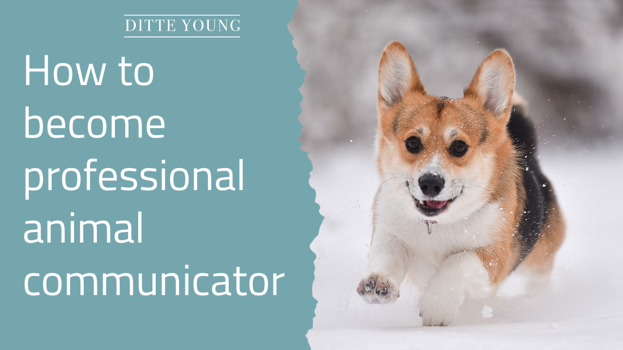 Ditte Young | Author | Animal communicator | Clairvoyant