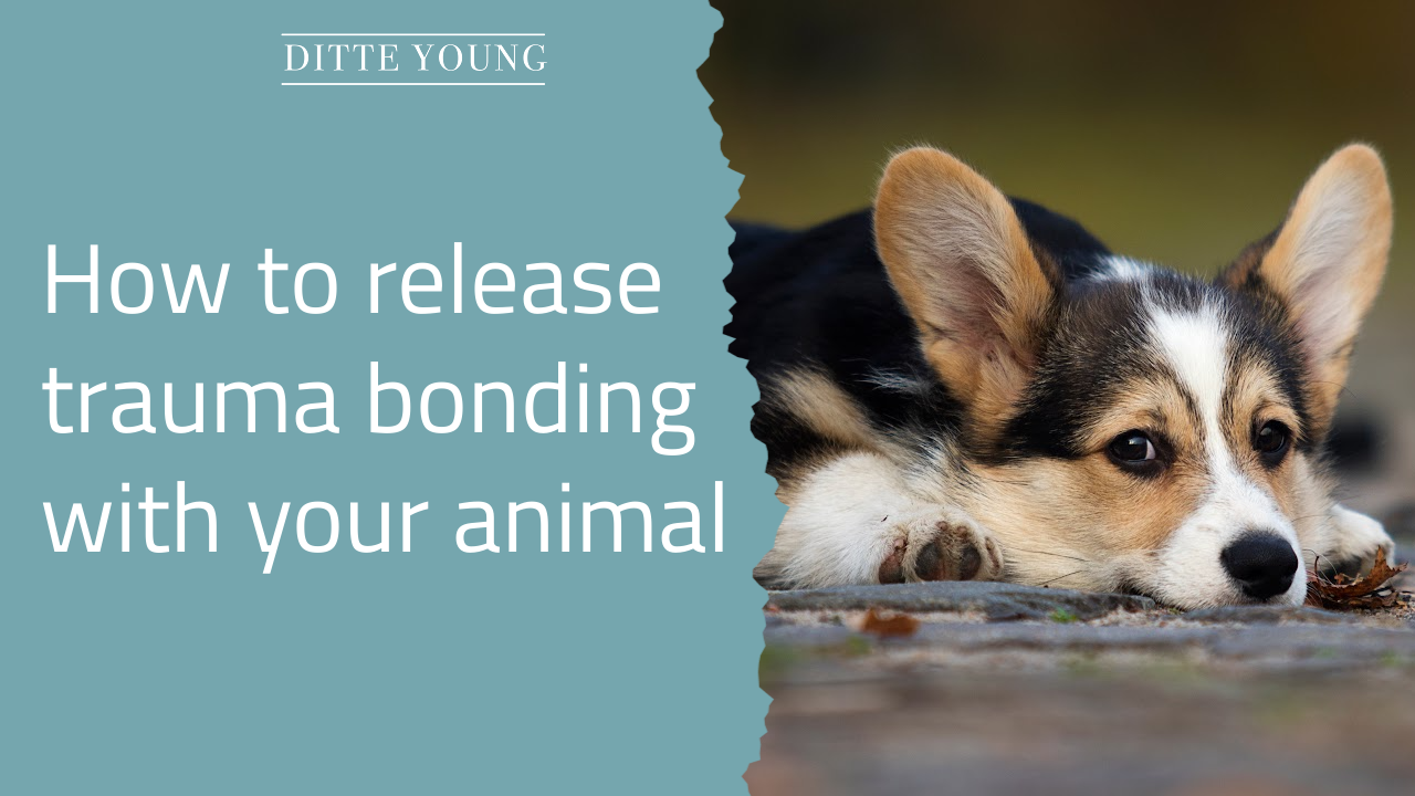 Ditte Young | Author | Telepath I Animal communicator | Clairvoyant I