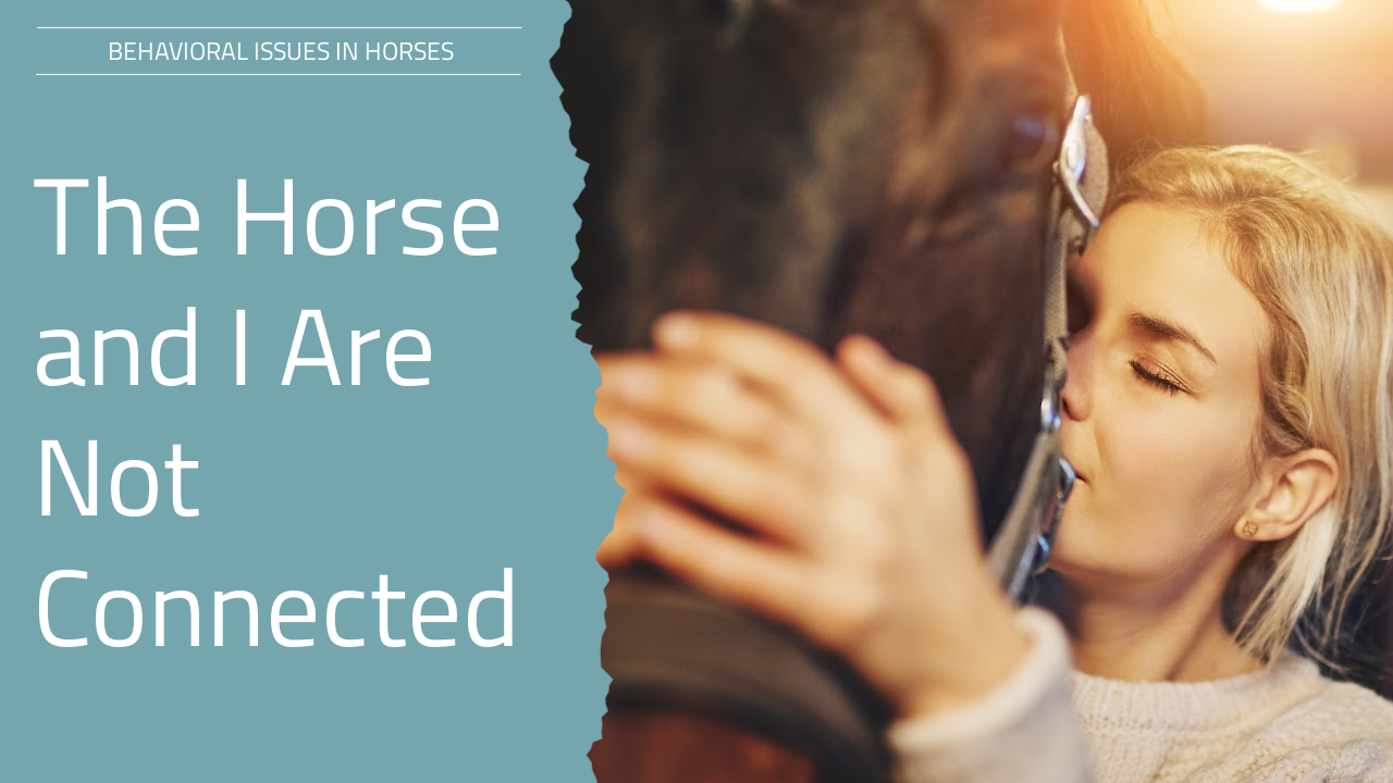 Ditte Young | Author | Animal communicator | Animal Telepathy