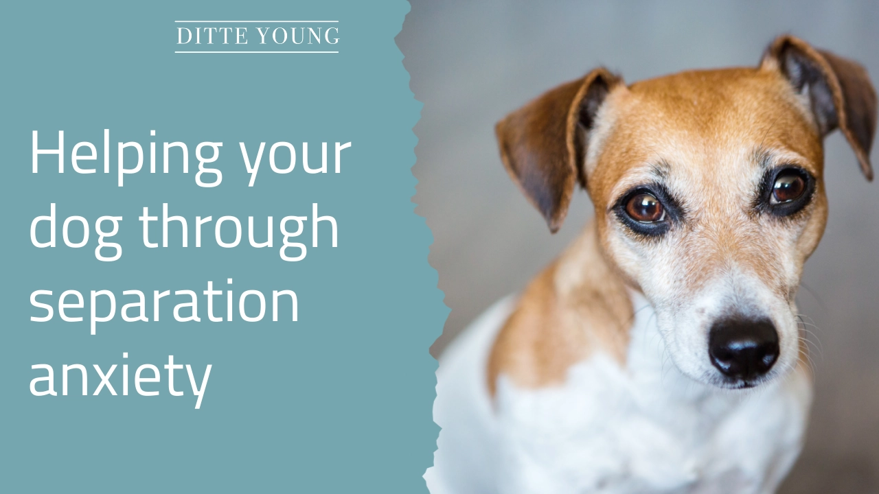 Ditte Young | Author | Animal communicator | Animal Telepathy