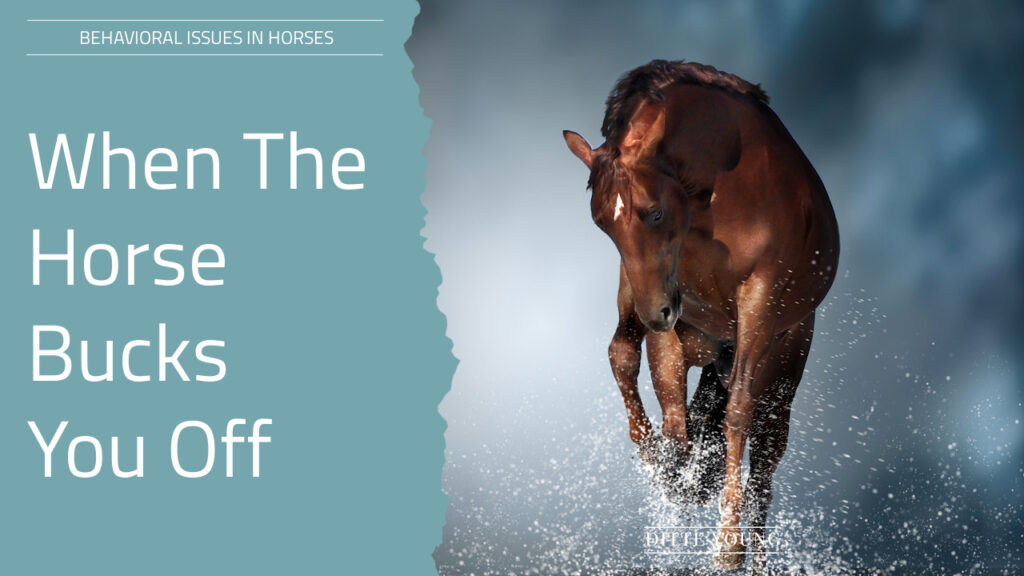 Ditte Young | Author | Animal communicator | Animal Telepathy