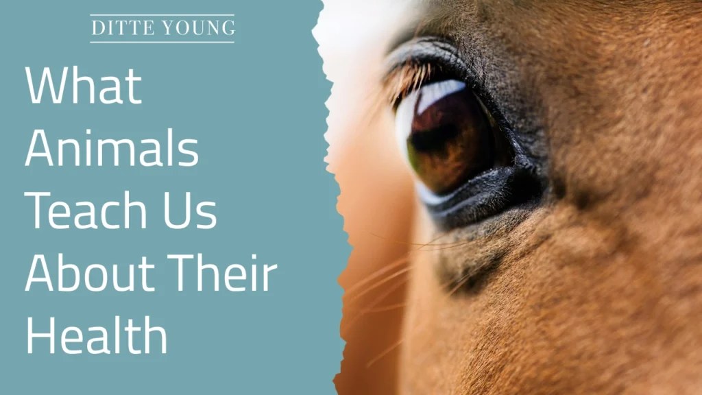 Ditte Young | Author | Animal communicator | Animal Telepathy