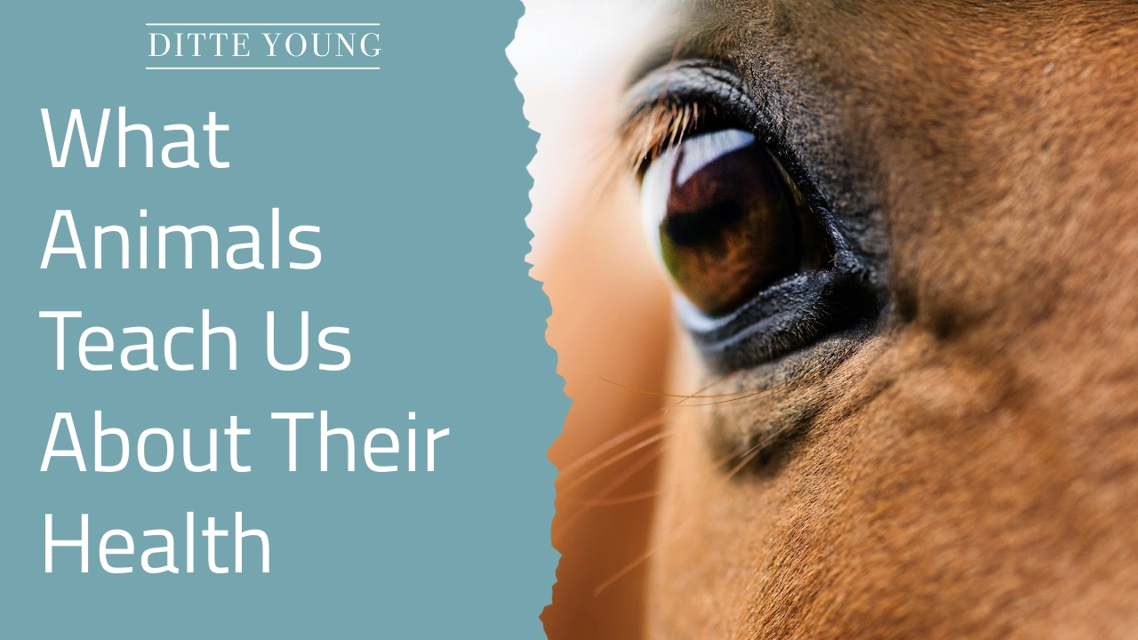 Ditte Young | Author | Animal communicator | Animal Telepathy