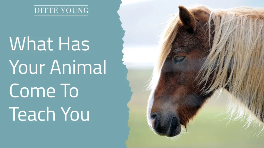 Ditte Young | Author | Animal communicator | Animal Telepathy