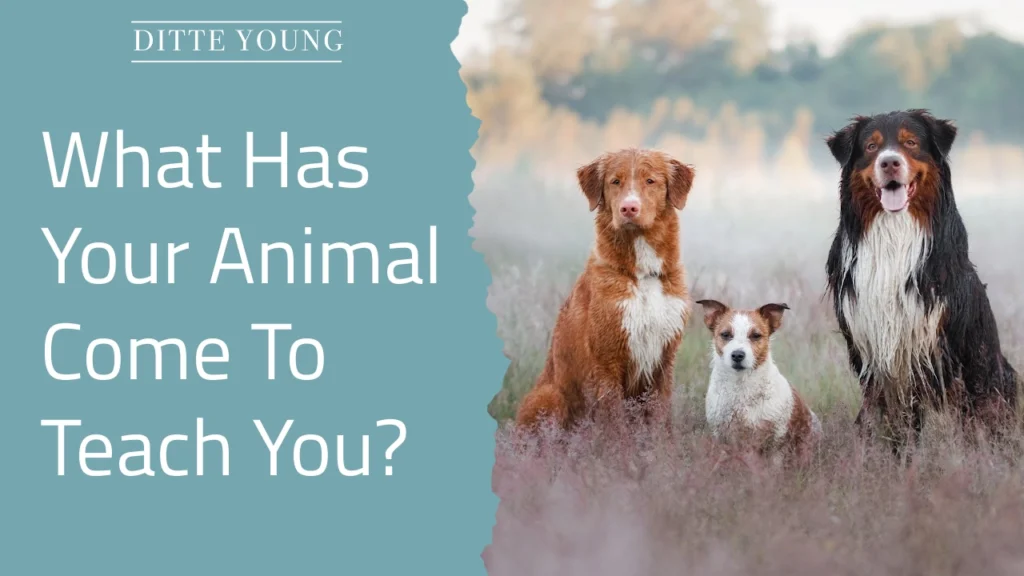 Ditte Young | Author | Animal communicator | Animal Telepathy