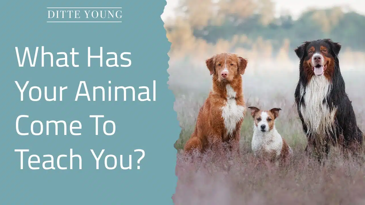 Ditte Young | Author | Animal communicator | Animal Telepathy