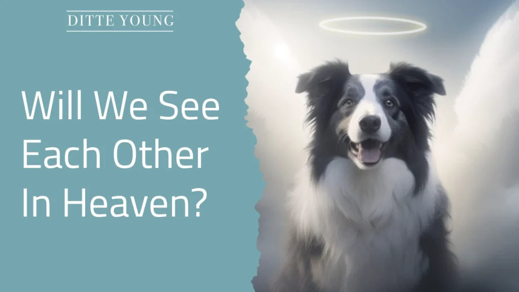 Ditte Young | Author | Animal communicator | Animal Telepathy