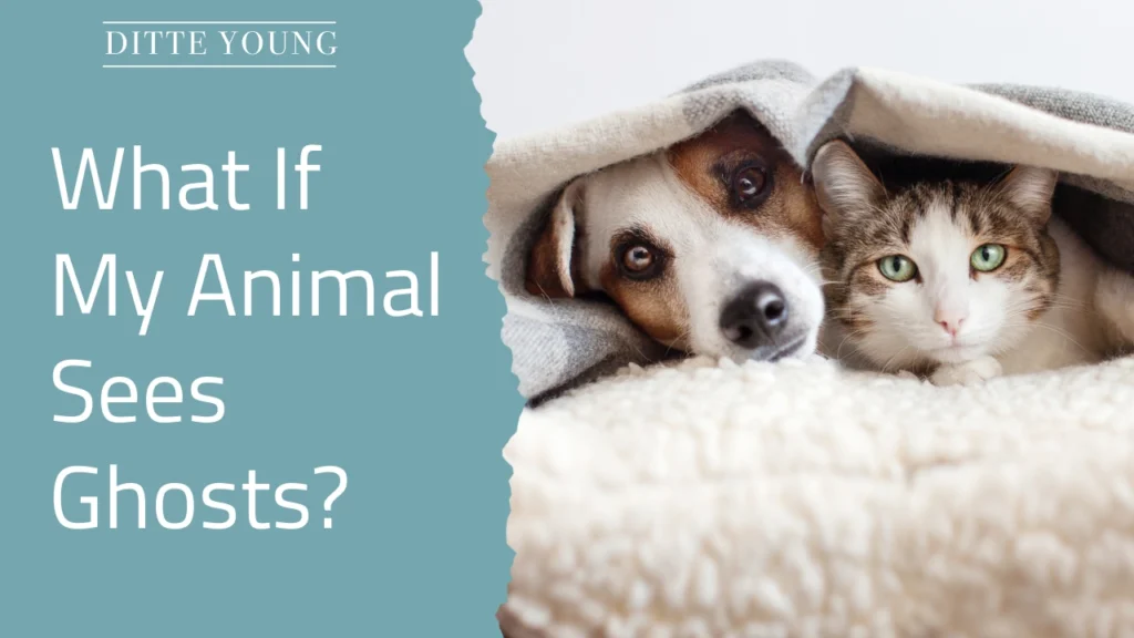 Ditte Young | Author | Animal communicator | Animal Telepathy